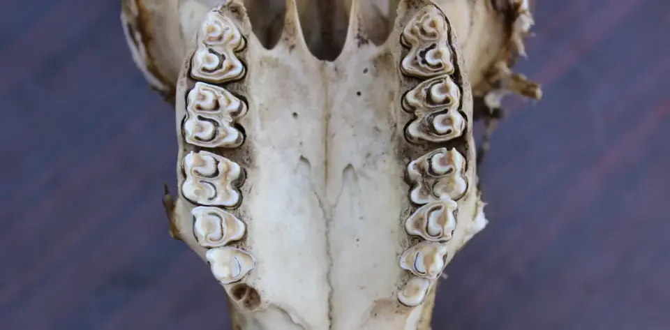 Enamel Time Capsules Reveal Africa’s 4-Million-Year Environmental Shifts