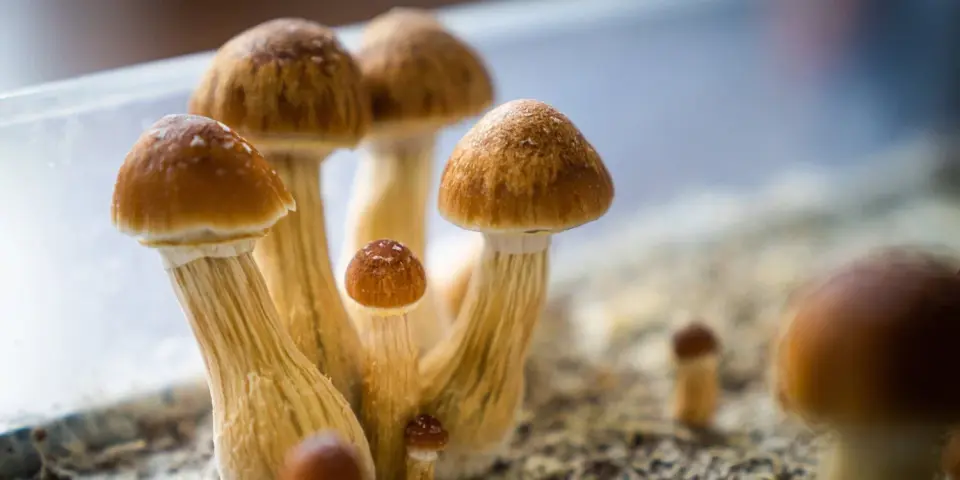Psilocybin Shows Rapid Depression Relief, but Long-Term Gains Fade