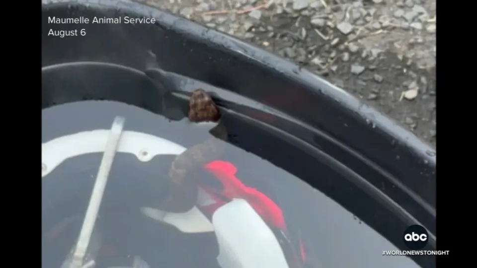Cottonmouth interrupts Arkansas high school football practice inside a helmet