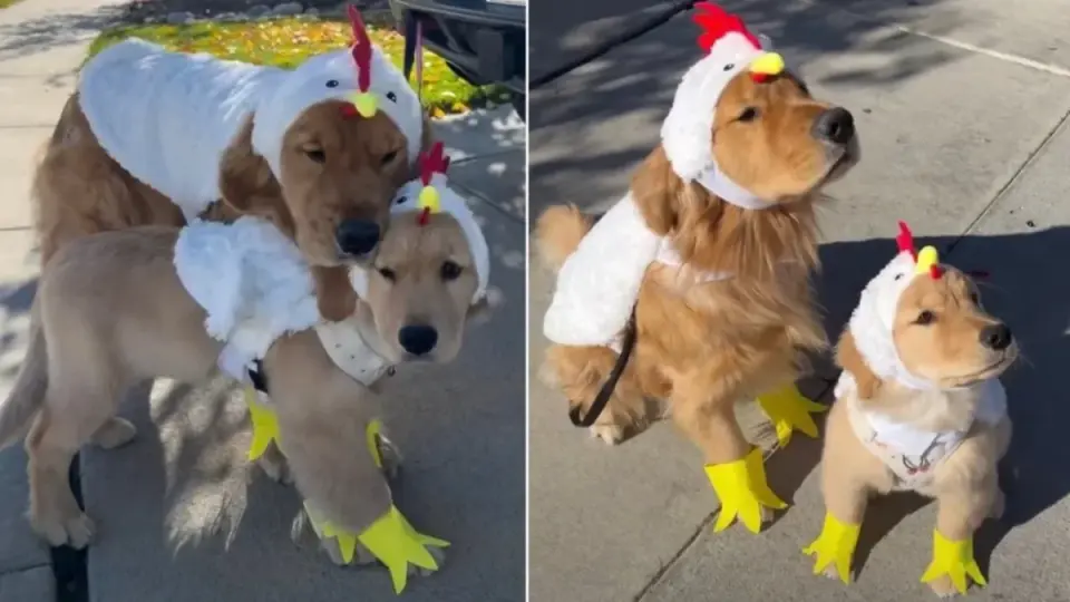 Viral Reel Shows Golden Retrievers in Matching Chicken Costumes