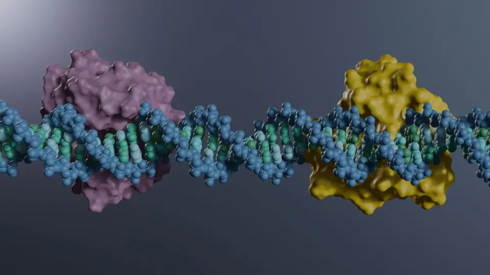 Atomic-Level Snapshots Show How Human DNA Repair Enzyme SMUG1 Works