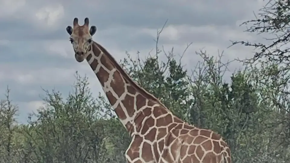 Giraffe Gracie Rescued in Texas After Two-Week Escape