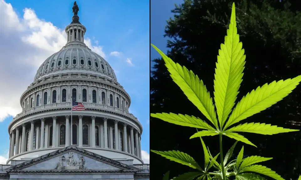 Senate Delays Hemp Ban to Allow Regulatory Framework