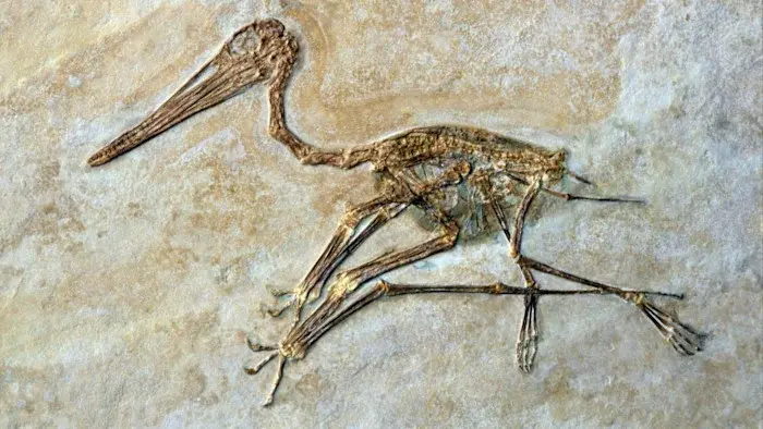 Wings from Dinosaurs: The Evolutionary Tale of Birds