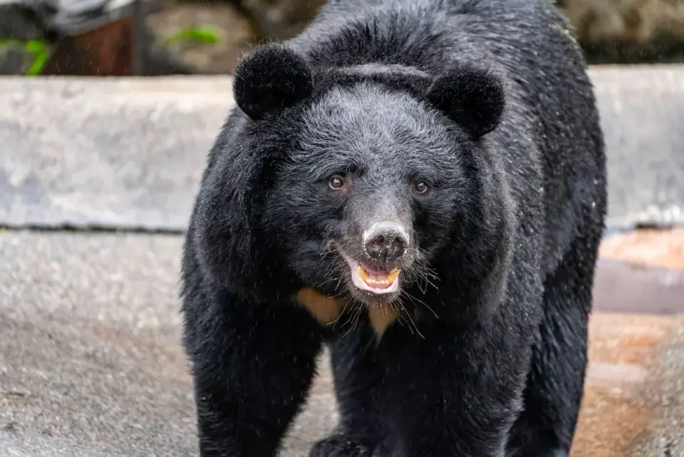Tochigi city shuts 94 schools after first bear sighting