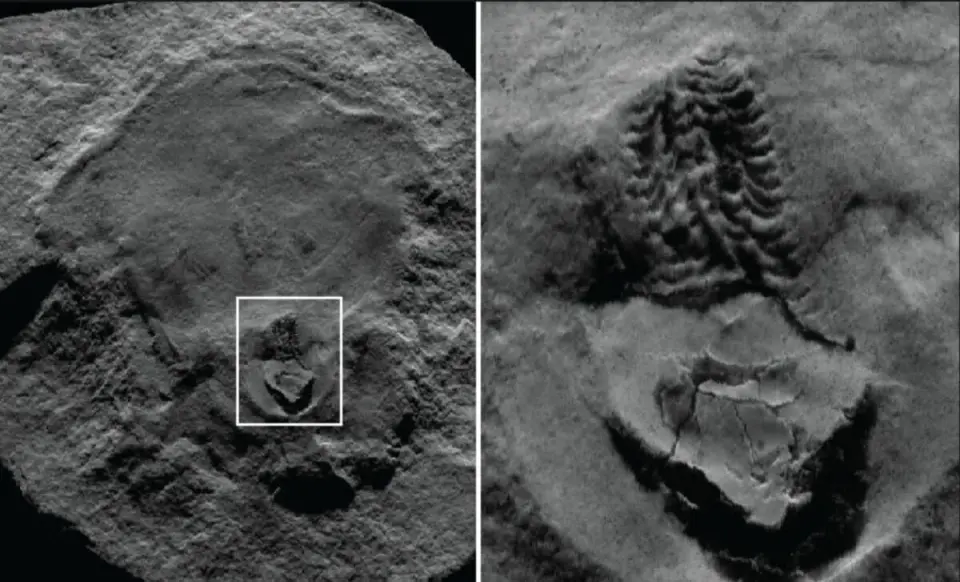Oldest Octopus Fossil Reclassified as Nautiloid Relative, Reshaping Cephalopod History