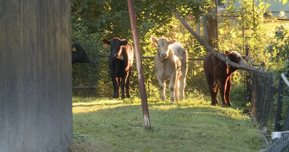 Semi crash in Kansas City kills dozens of cattle, sends survivors roaming downtown streets