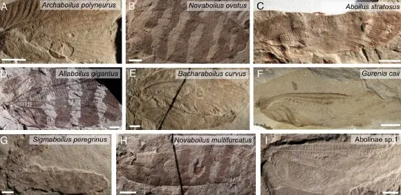Jurassic Katydids Sing in Ultrasound, Pre-Bat Era