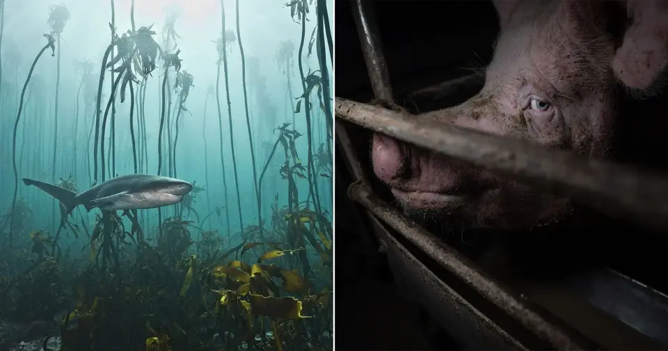 Award-Winning Nature and Humans Photos Spotlight Both Beauty and Cruelty in Wildlife