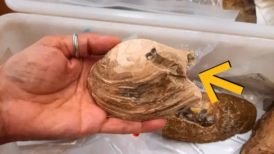 Ancient Mussel Fossil Reveals 125-Million-Year-Old Maternal Care