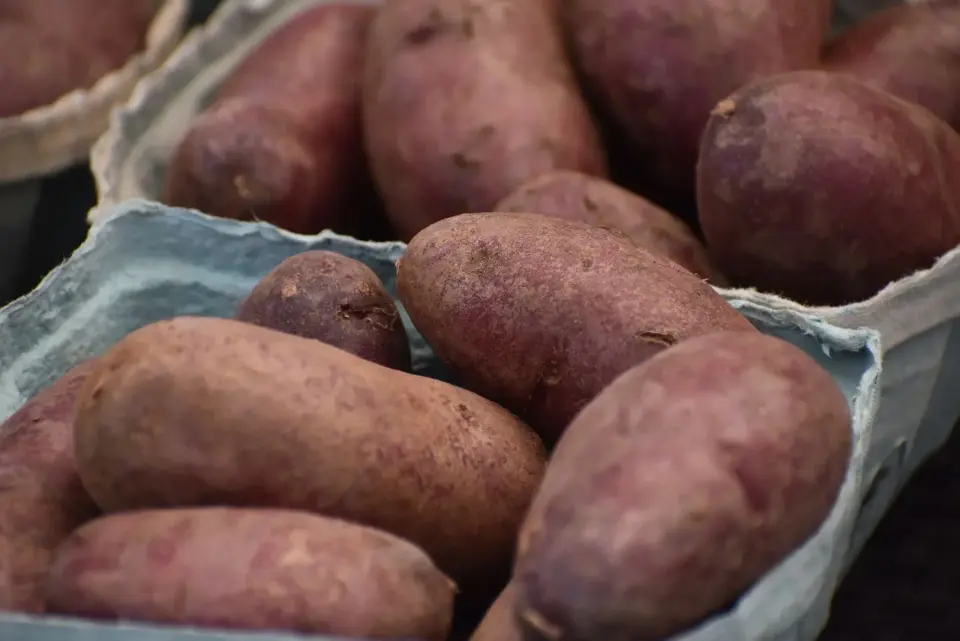 The Purple Potato and Okinawa’s Longevity: A Piece of the Puzzle, Not the Whole Answer