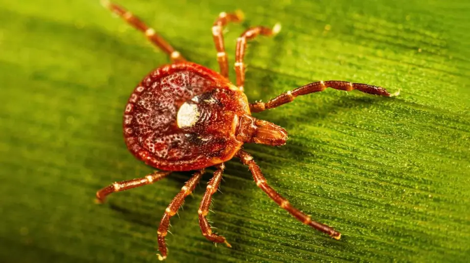 Tick bites spark a life-threatening meat allergy: alpha-gal syndrome