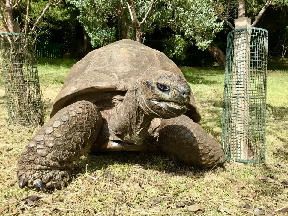 Jonathan the Tortoise’s Stable Mitochondria Offer New Clues for Human Longevity