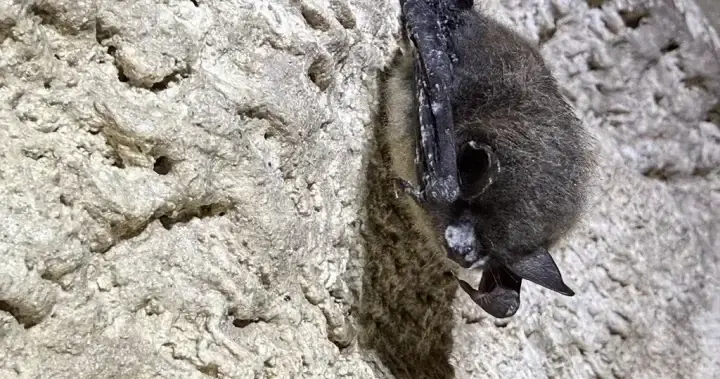 Parks Canada deploys bacteria to curb deadly white-nose syndrome in Alberta bats
