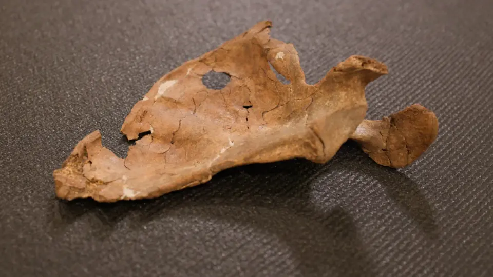 75,000-Year-Old Neanderthal Remains Reveal Earliest Known Wooden Spear Homicide