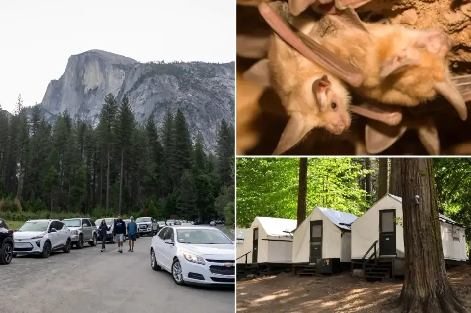 Yosemite delays rabies alert for Curry Village bat by three months, sparking public outrage