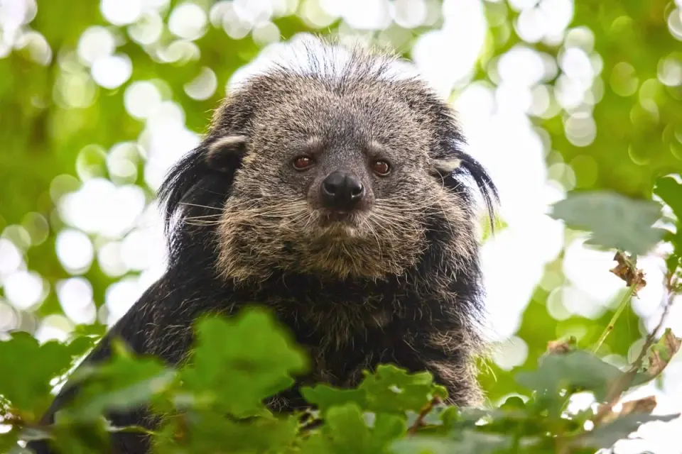 Binturong Profile: The Popcorn-Scented Arboreal Carnivore of Southeast Asia