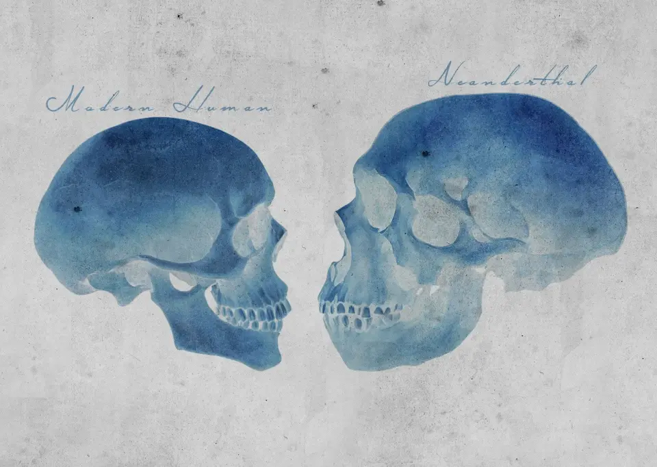 Neanderthal Fetus Mirrors Modern Babies, but Limbs Hint at Faster Prenatal Growth