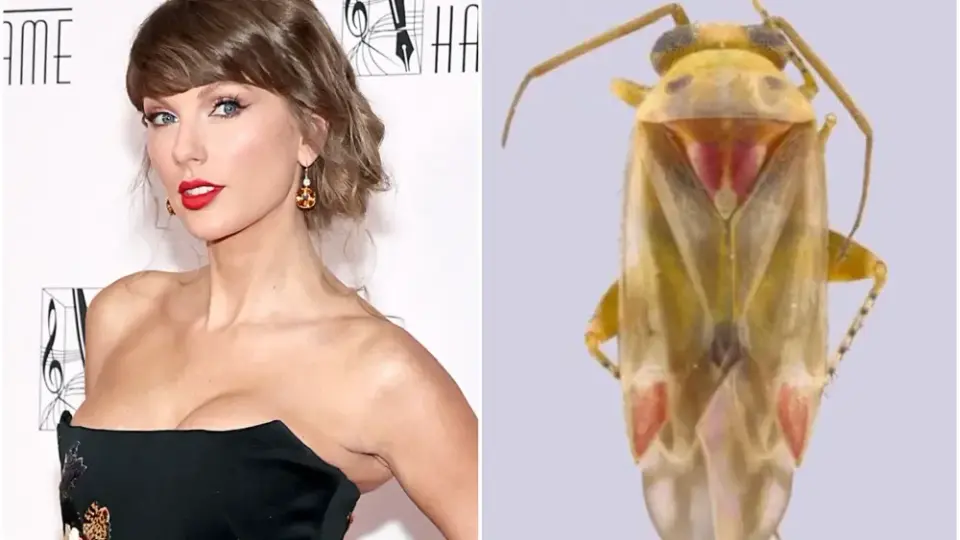 Taylor Swift Becomes Namesake for New Australian Insect Genus