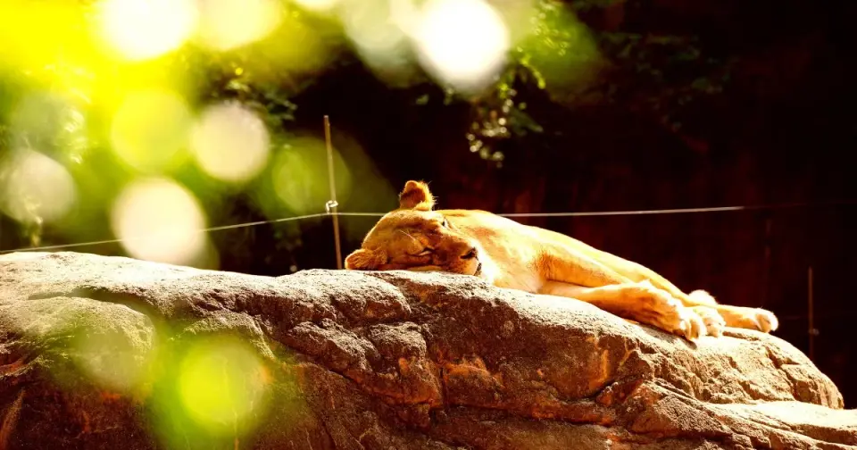 Extreme Heat in Japan Claims Lions at Tama Zoo