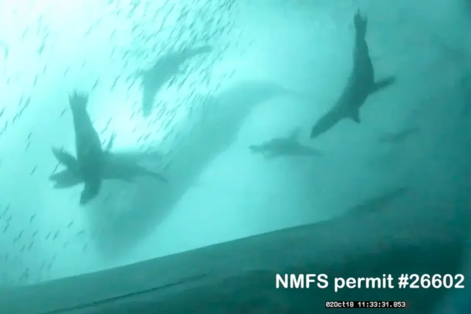 Humpbacks and Sea Lions Form Unlikely Hunting Partners in Monterey Bay