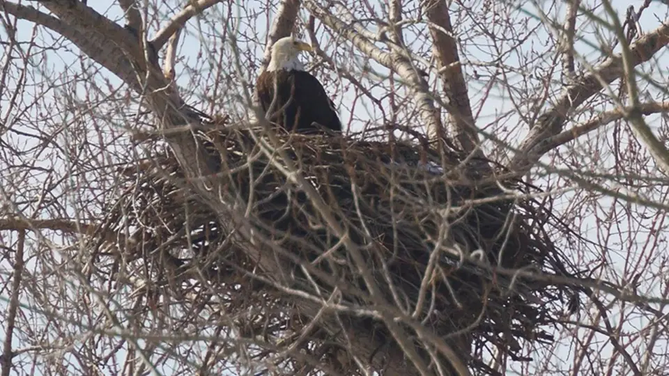 Jackie the Eagle’s Death Linked to Bird Flu; Ohio Eagle Population Surpasses 1,000 Nests