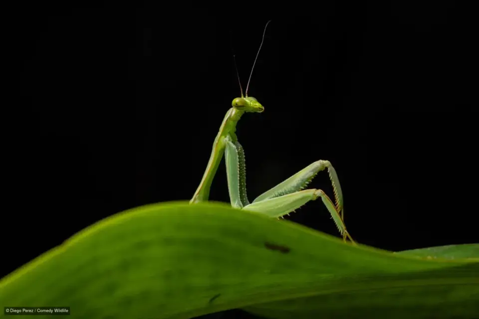 43 Finalists Selected for 2026 Nikon Comedy Wildlife Awards