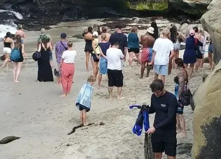 Coastal Commission weighs partial closure of La Jolla Cove amid sea lion incidents