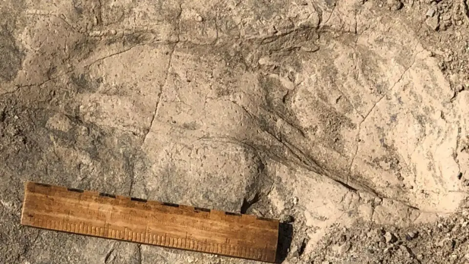 Kenyan Fossil Tracks Show Paranthropus boisei Were Larger and Socially Complex Than Expected