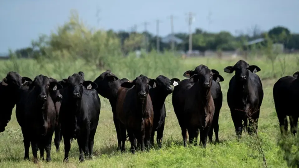 Texas Adds Two More Screwworm Cases, U.S. Total Reaches Nine