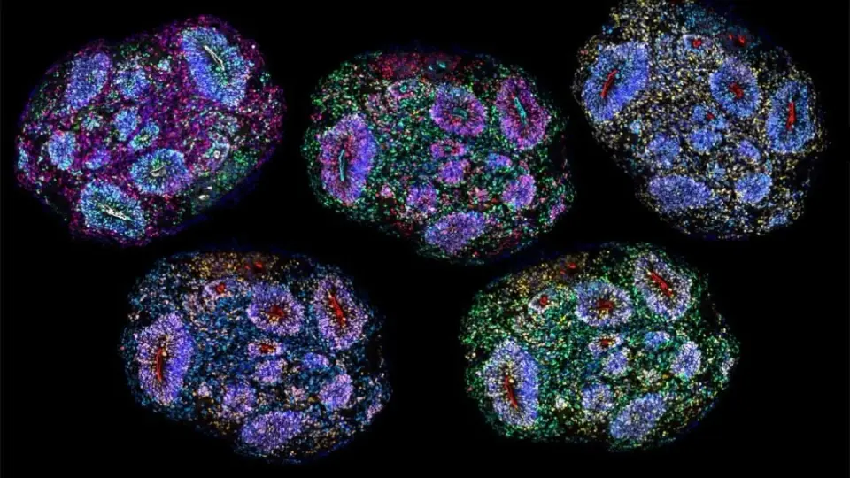 Lab-Grown Brain Organoids Track Time and Retain Developmental Memory