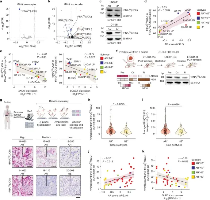 tRNA Dosage Shifts Prostate Cancer Lineage and Therapy Resistance