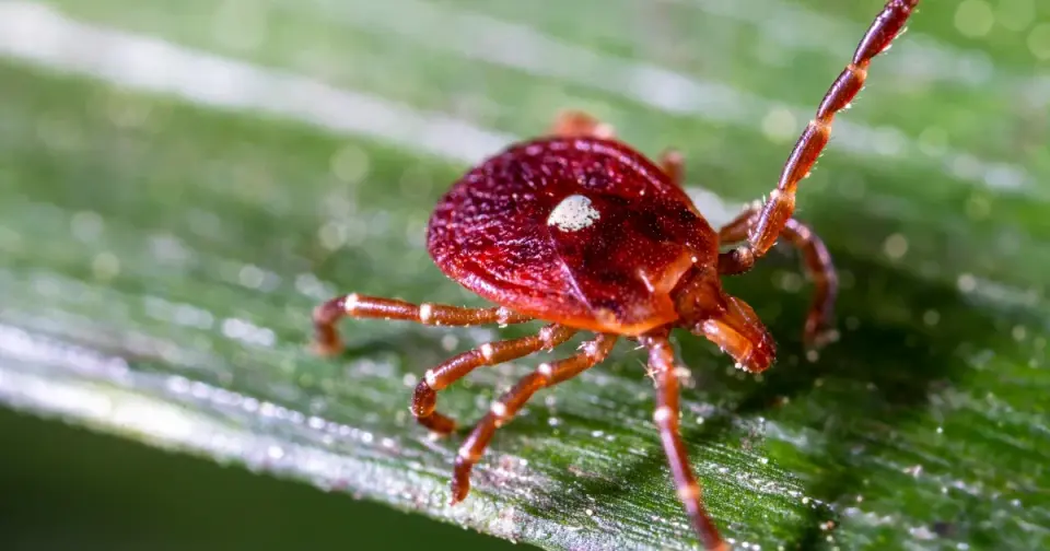 Tick-Borne Antibody Signals Higher Red Meat Allergy Risk Than Expected