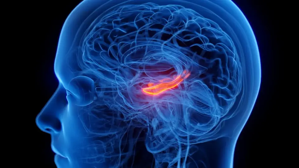 Depression Tied to Shrinkage in a Key Memory Hub in the Brain