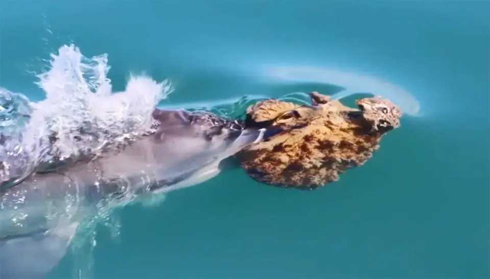 Dolphins’ sponge tools reveal culture-driven hunting in Shark Bay