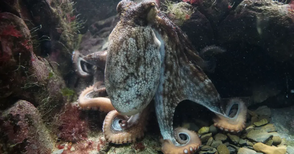 Octopuses Lead Mixed-Species Hunts by Punishing Lagging Fish Partners