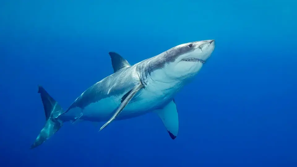 Fatal Sorrento Beach Attack Prompts Rare Great White Cull in Western Australia