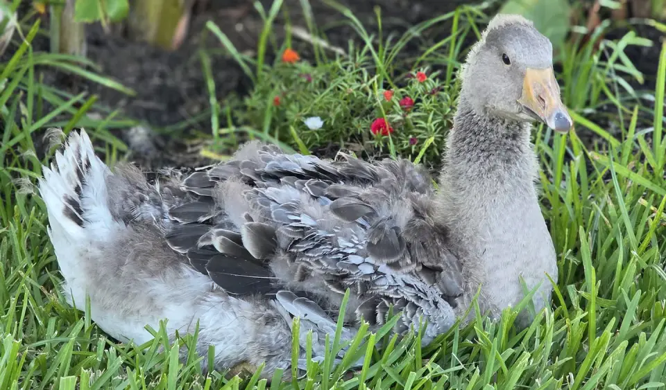 Feathered Hero: Pet goose wakes family to barn fire, saving dozens of birds
