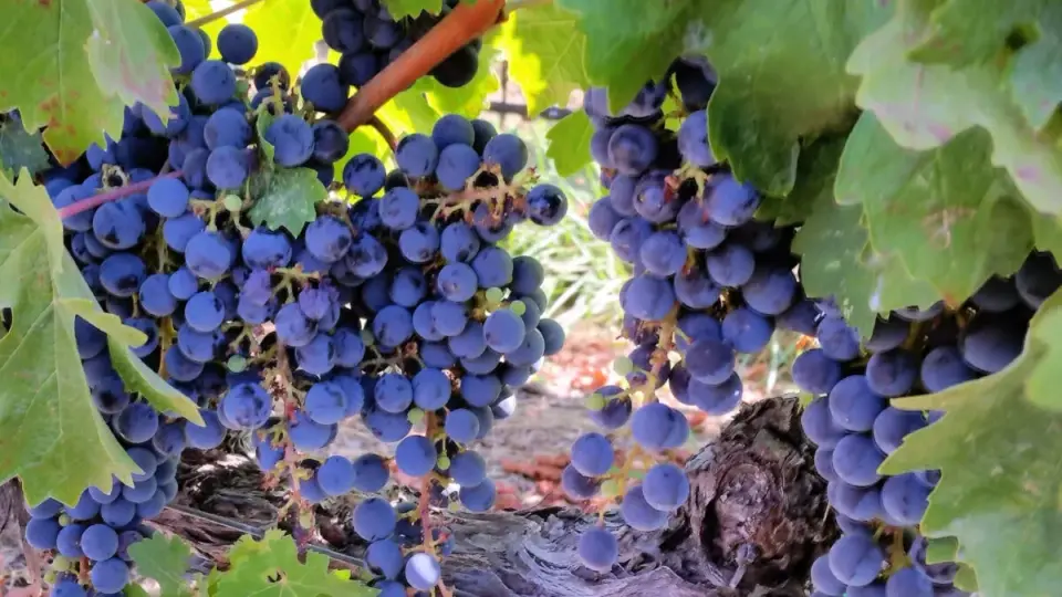 Grapes May Boost Skin’s UV Defense Through Gene Changes