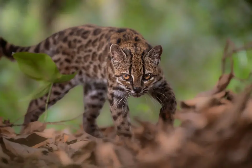 Leopardus tilcayo: The first new wild cat species in a century
