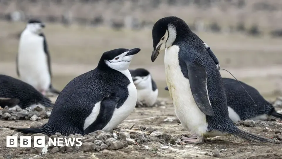 Chinstrap penguin collapse on Zavodovski Island marks end of world's largest colony