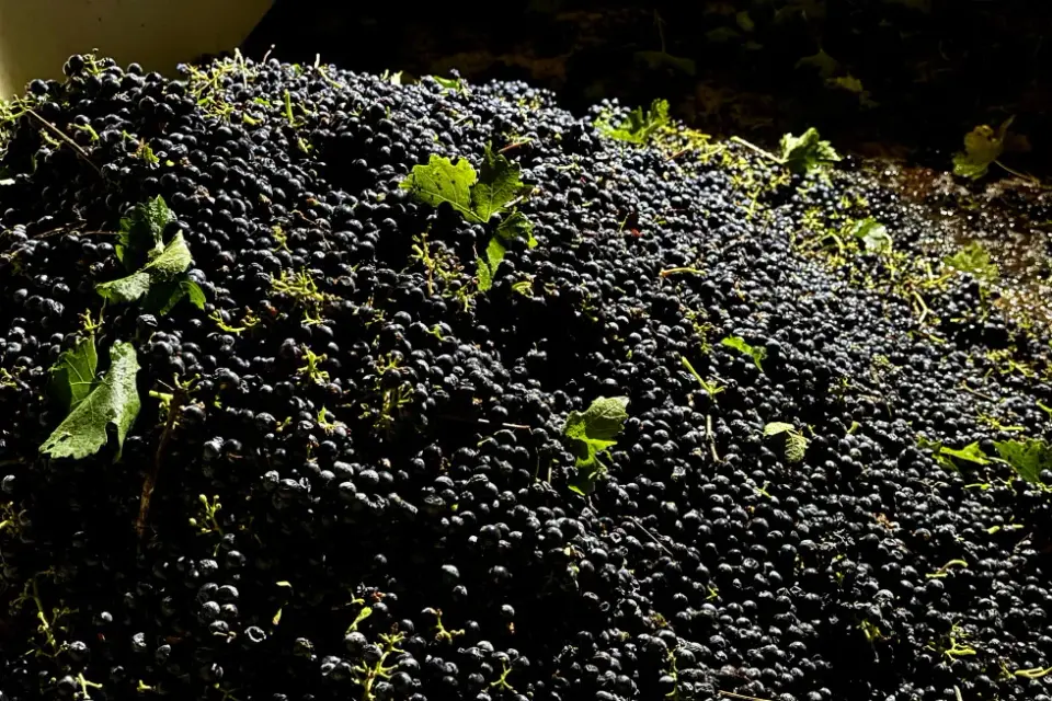 California Grape Growers Face Unprecedented Sales Collapse