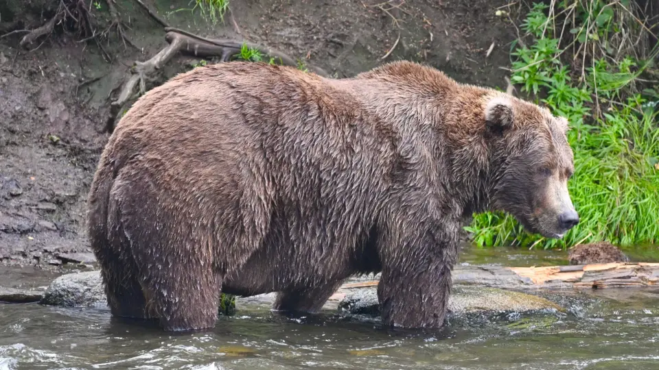 Backpack Wins 2026 Fat Bear Week After Record-Breaking Vote Surge