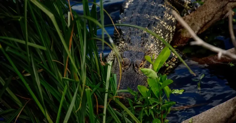 71-Year-Old Fisherman Killed by 12-Foot Alligator in Central Florida
