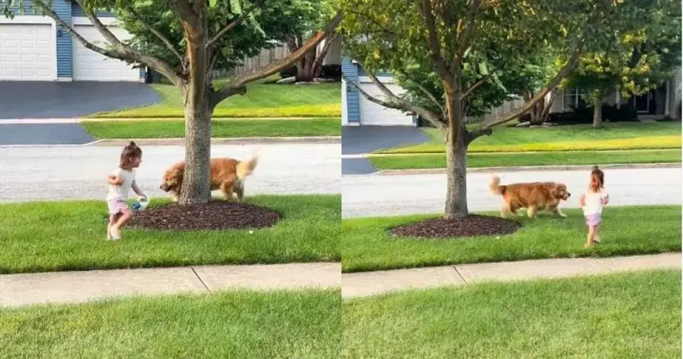 Riggs the Golden Follows His Little Bestie Everywhere