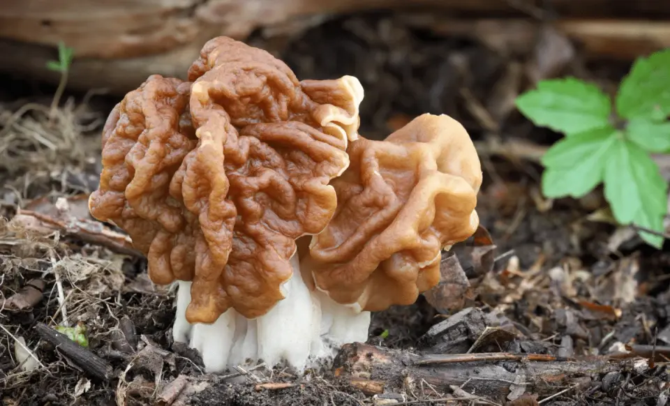 Toxic False Morels Linked to ALS Cluster in Alpine Village
