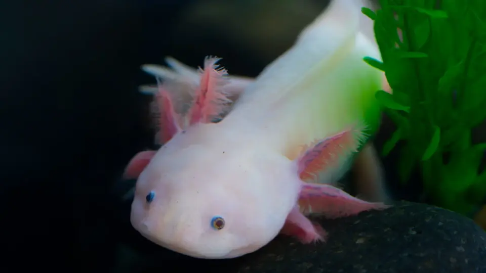 British 10-year-old uncovers UK's first wild axolotl in a Welsh river