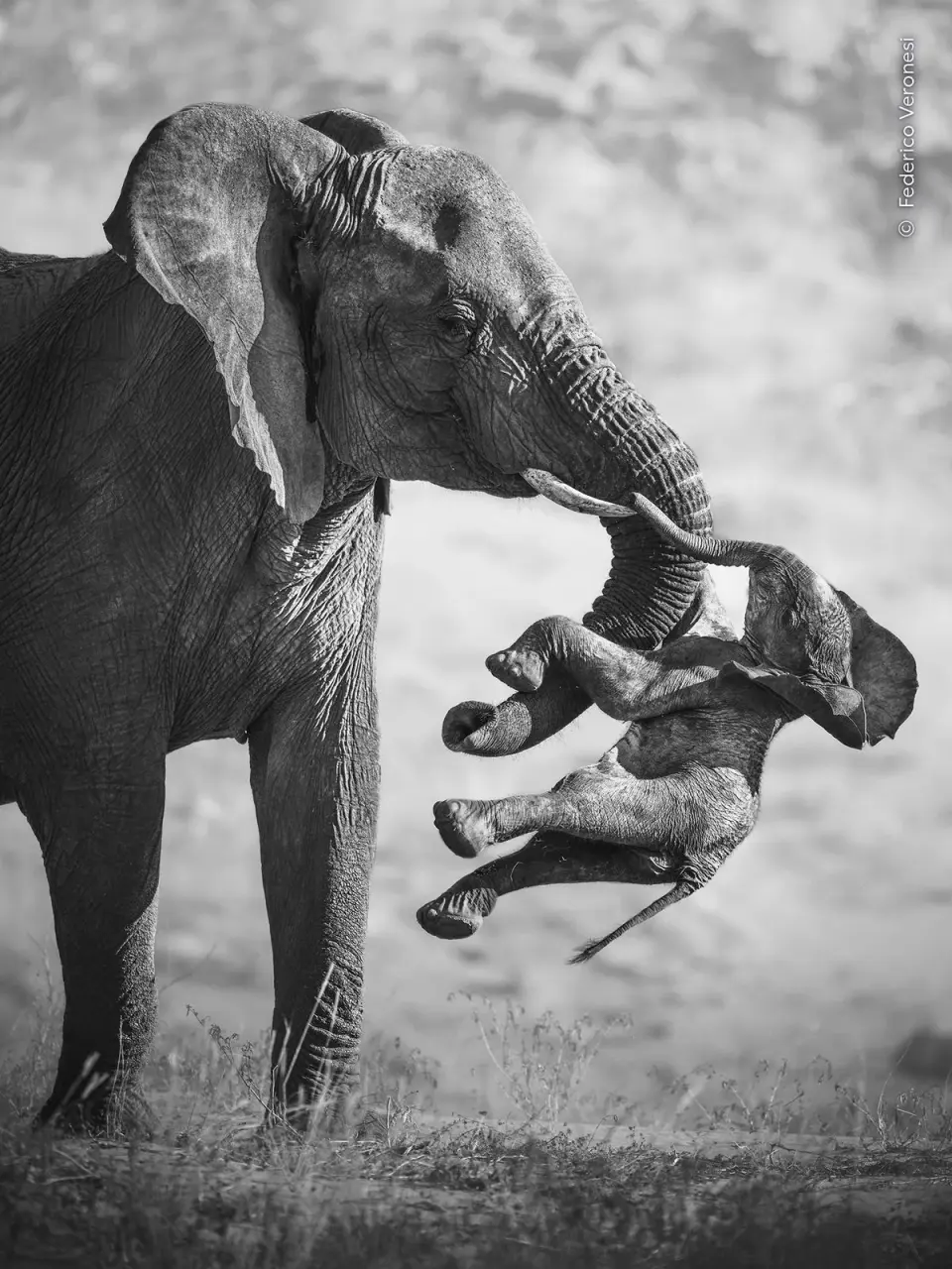 Elephant Grief Photo Takes Top Prize at 2026 Wildlife Photographer of the Year