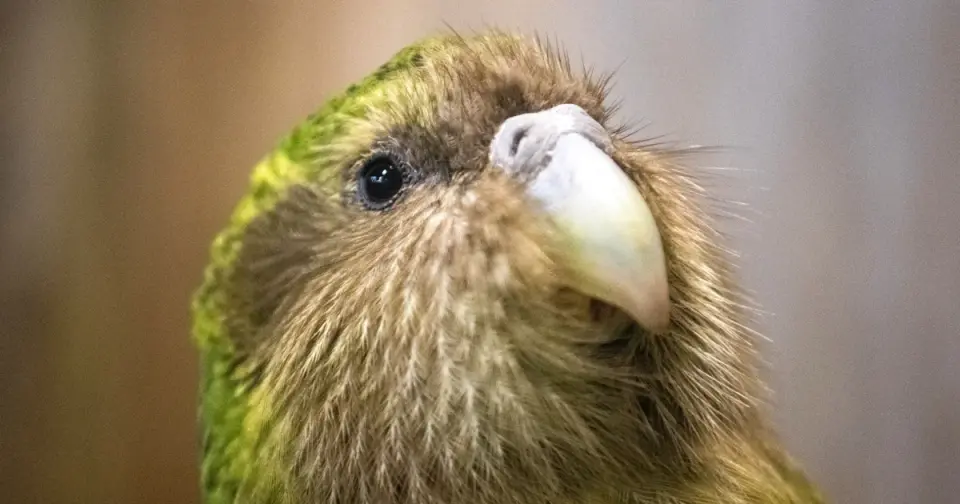 New Zealand Kakapo Population Hits Record 325 After Historic Breeding Season