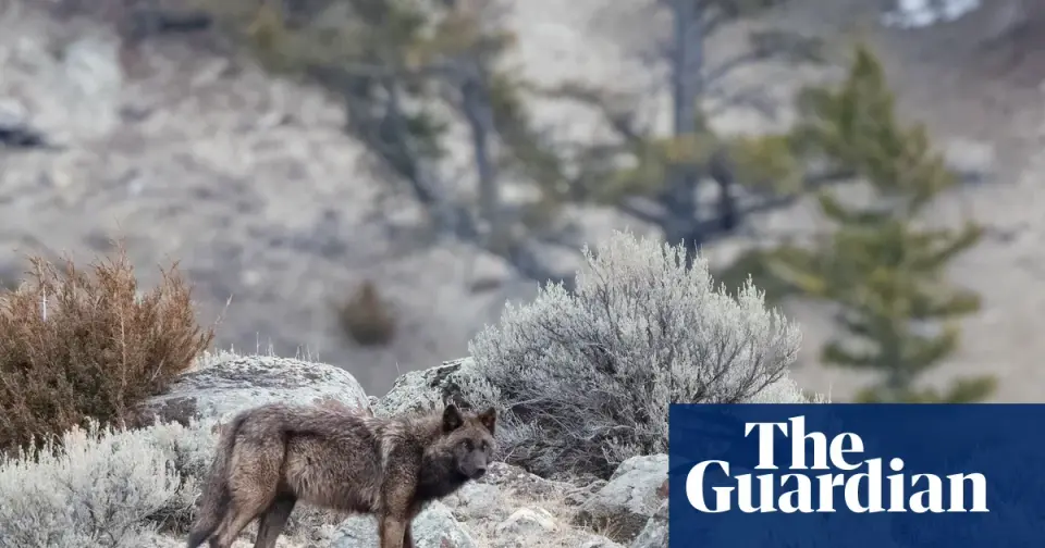 Trump Administration Moves to Rescind Roadless Rule, Threatening 45 Million Acres of Forests